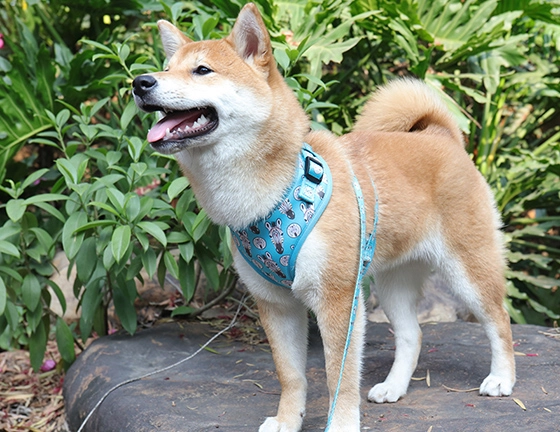 OKEYPETS Soft Comfortable Padded Dog Vest Harness Multi-Colored Pet Harness 15