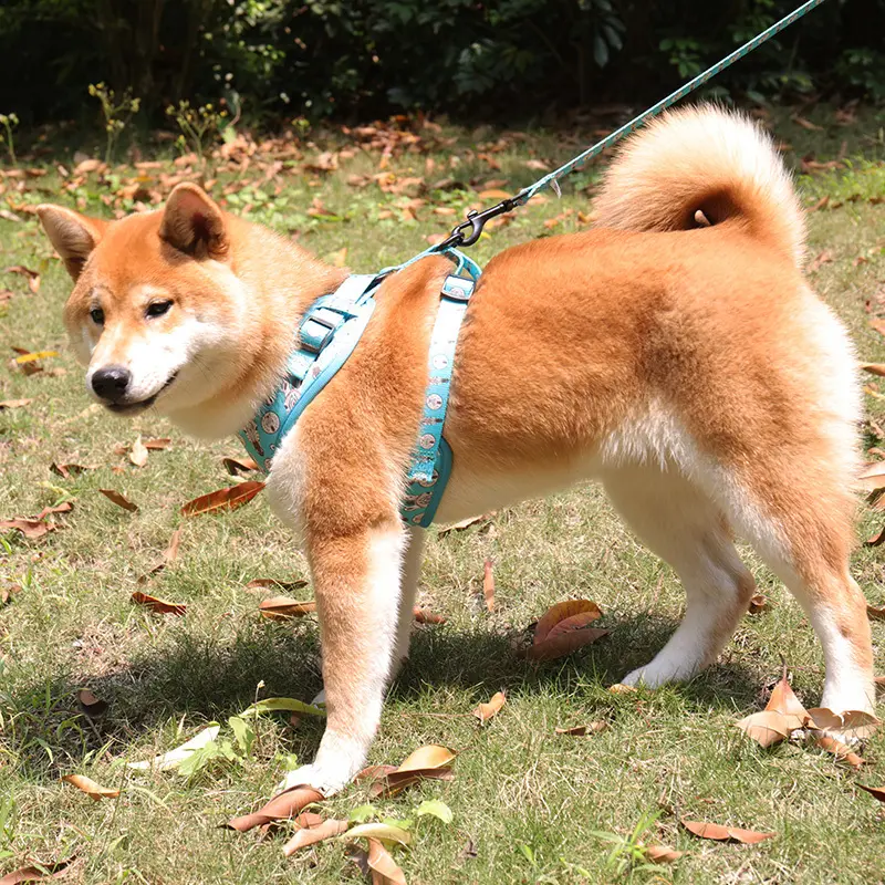 Custom d ring dog harness bulk Manufacturer | OKEYPETS 6