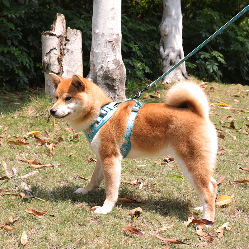 OKEYPETS - Laisse pour chien OKEYPETS en polyester durable, sûre et confortable, avec motif confortable et imprimé personnalisé. Laisse d'été pour chien en polyester. 8