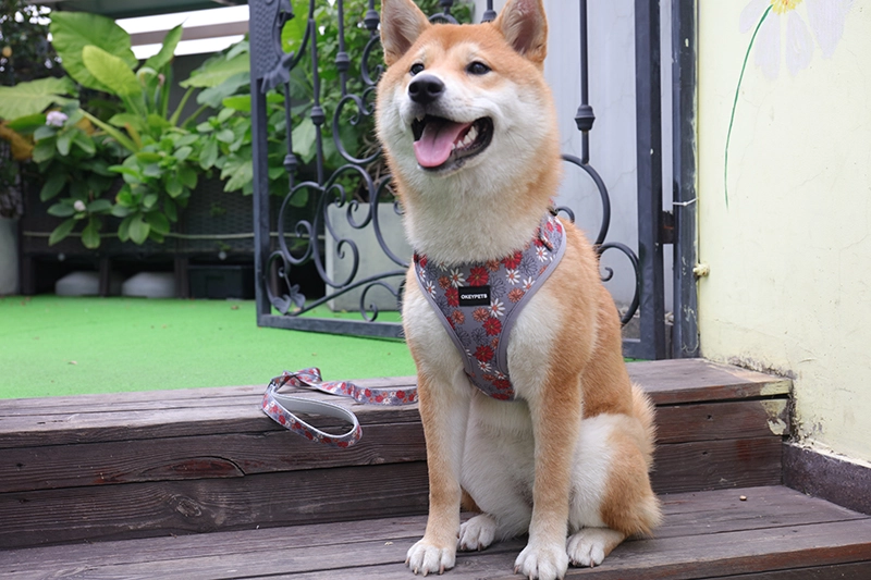 OKEYPETS Dog Accessories Cute Daisy Pattern Breathable Padded Pet Harness Vest Dog Running Harness 13