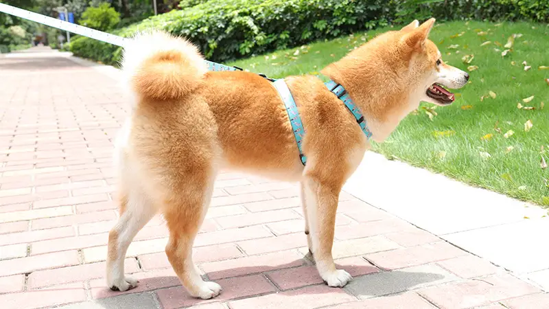 Okeypets Edinstven poliestrski mehak udoben nastavljiv pasji jopič 1