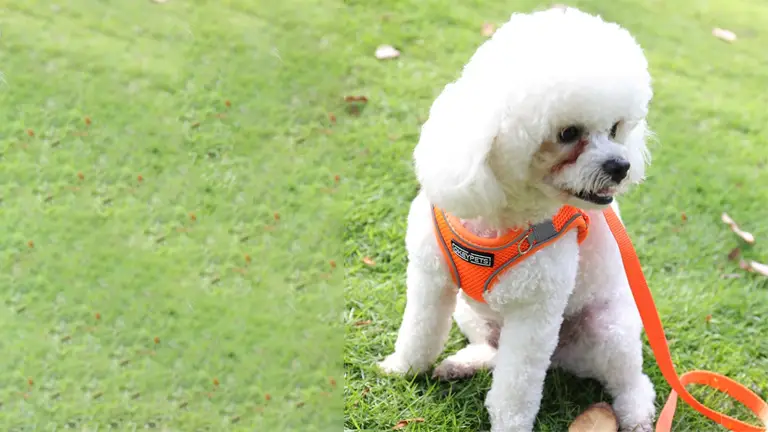 OKEYPETS - Harnais de sécurité pour chien respirant, confortable et léger, ajustable, de luxe, doux et réfléchissant. 1