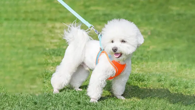 OKEYPETS - Harnais pour chien réglable, sûr, doux, respirant et réfléchissant, réversible, luxueux et tendance, en maille réfléchissante. 1