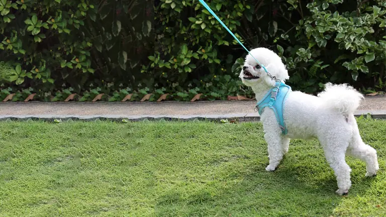 OKEYPETS - Harnais de poitrine pour chien en nylon respirant et confortable, avec laisse et harnais réfléchissant en maille. 1