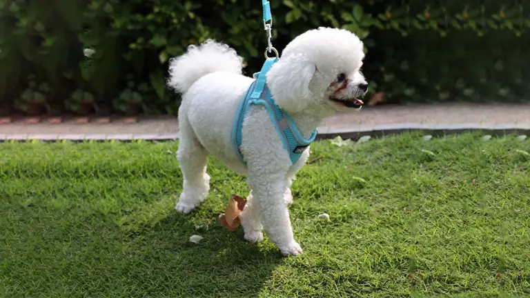 OKEYPETS - Harnais-veste respirant et doux pour chiots de petite et moyenne taille, sans risque d'étranglement, en maille réfléchissante. 1