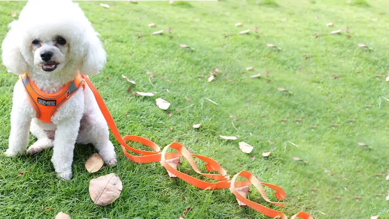 OKEYPETS - Harnais pour chien en maille respirante avec boucle à dégagement rapide et réfléchissante, idéal pour les chiots. 1