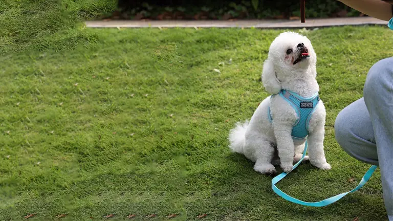 OKEYPETS - Húzásmentes, lélegző sport kutyahám állítható fogantyúval közepes és nagy méretű hálós, fényvisszaverő kutyahámhoz 1