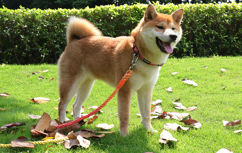 OKEYPETS Laisse pour chien tressée épaisse, faite maison, résistante et idéale pour l'entraînement, la marche, la course et le camping. Corde de traction pour animaux de compagnie. 9