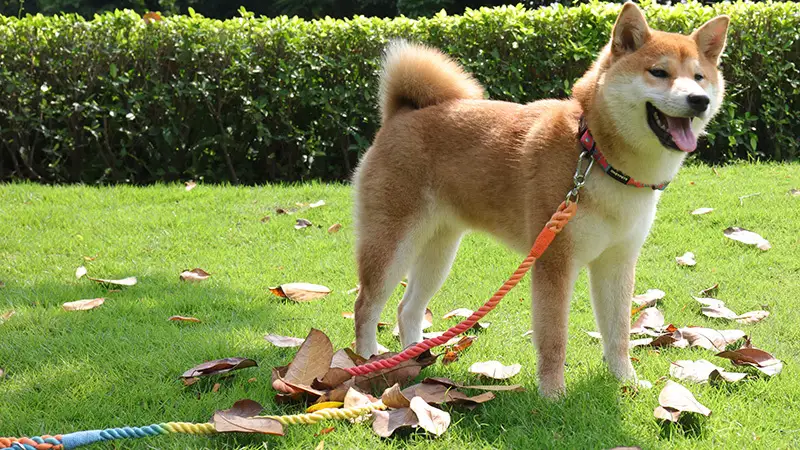 OKEYPETS, fabricant de laisses pour chiens en gros, laisses en coton tressé teintées et résistantes 1