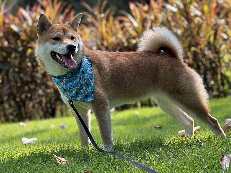 OKEYPETS - Écharpe de Noël personnalisée par sublimation avec motif OKEYPETS, bandana pour animaux de compagnie, bandana personnalisé pour animaux de compagnie 8