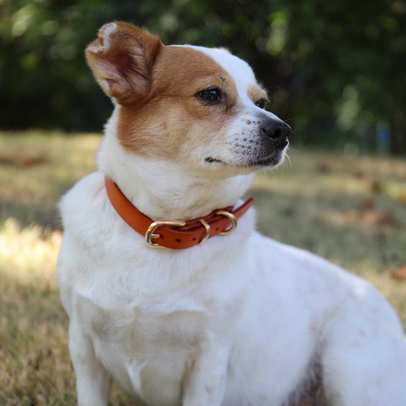 OKEYPETS - OKEYPETS Faible quantité minimale de commande OEM Matériaux écologiques en cuir naturel Collier pour chien en cuir de vachette épais, doux et confortable 8