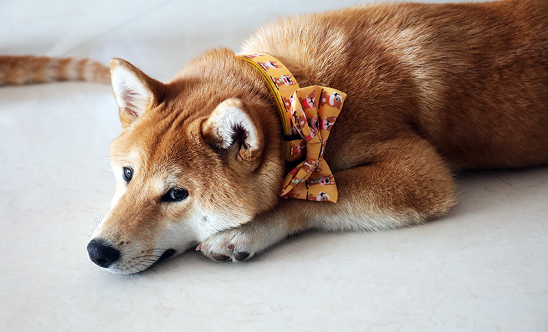 OKEYPETS - OKEYPETS Collari per animali domestici con logo personalizzato a basso prezzo, fodera in morbido poliestere e neoprene, papillon regolabile, collare per cani con stampa a sublimazione 8