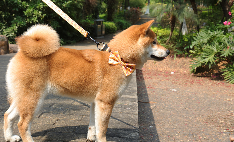 OKEYPETS - Fabricant de colliers pour chiens OKEYPETS - Colliers colorés, luxueux et tendance pour l'entraînement - Sangle en polyester ajustable et personnalisable - Collier pour chien en polyester - Dollar pour chien 8