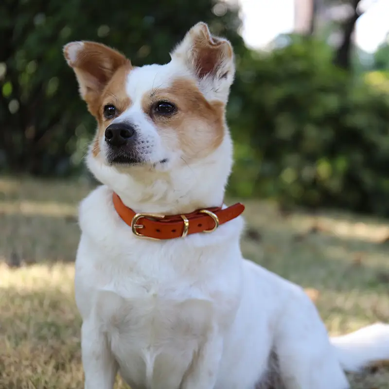 OKEYPETS - OKEYPETS Wholesale Price Italy Leather Dog Collar Eco Friendly Genuine Vintage Custom Pattern Chains For Dogs All products 1