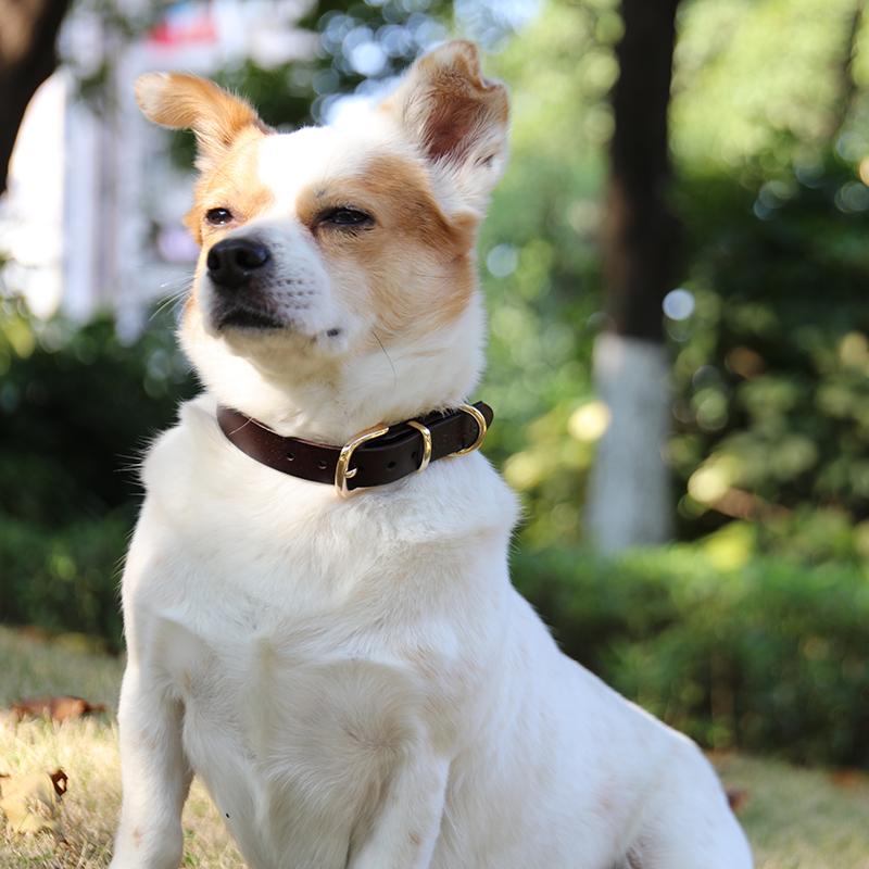 OKEYPETS - Okeypets Engros Farverig Ko Hurtigudløser Holdbar Sikker Kraftig Læder Hundehalsbånd Premium Alle produkter 8