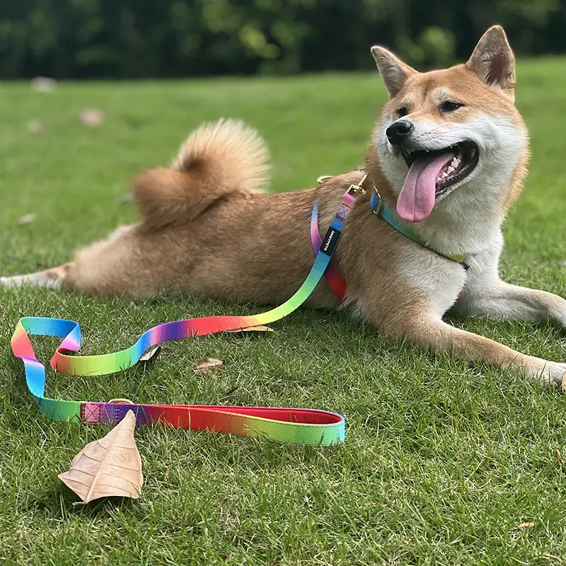 OKEYPETS - OKEYPETS Manufacture Pet Walking Leash Polyester Neoprene Double Layers Dogs Accessories In China Pet Supply Dog Leash All products 1