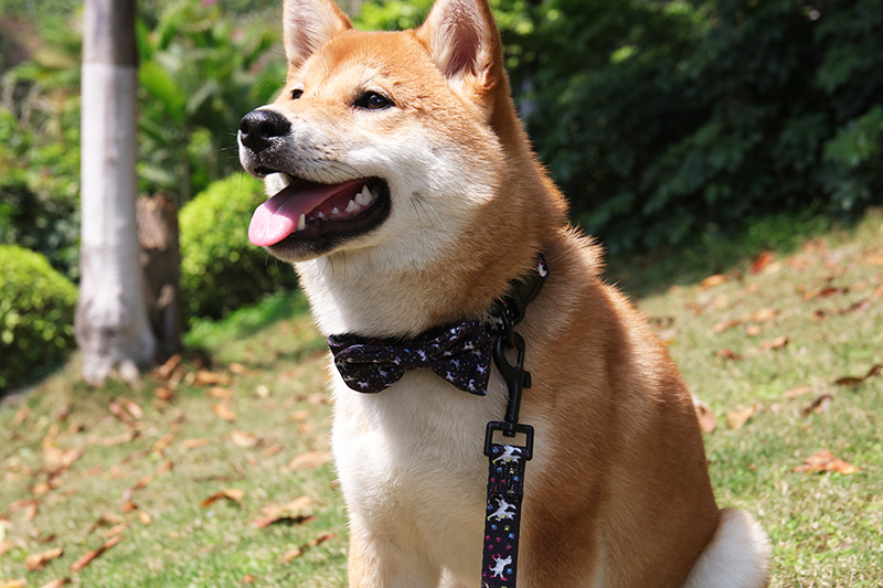 OKEYPETS - Collier pour chien OKEYPETS multicolore à motif Halloween, en néoprène résistant et robuste. Tous les produits 8