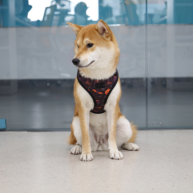 OKEYPETS - Coleira de luxo personalizada com logotipo OKEYPETS, estilo Halloween, faixa refletora, feita em neoprene ecológico e malha, ideal para serviços de animais de estimação. 8