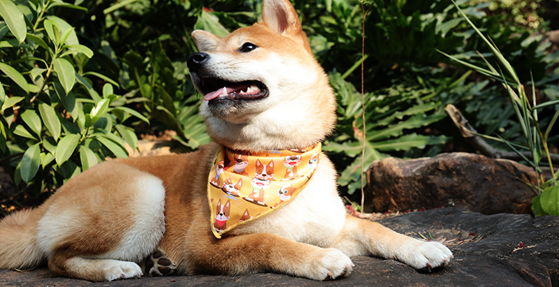 OKEYPETS - OKEYPETS Vente en gros de mouchoirs pour chiens et chats, serviettes à salive, foulards triangulaires, accessoires pour animaux de compagnie, bandanas sublimés pour chiens et chats 8
