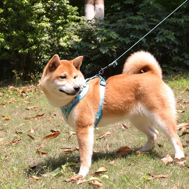 OKEYPETS - OKEYPETS Stylish Dog Walking Vest Durable Breathable Mesh Cute Puppy Types Of Pet Dog Leashes And Harnesses Pet Collar Leash/Dog Harness Set 1