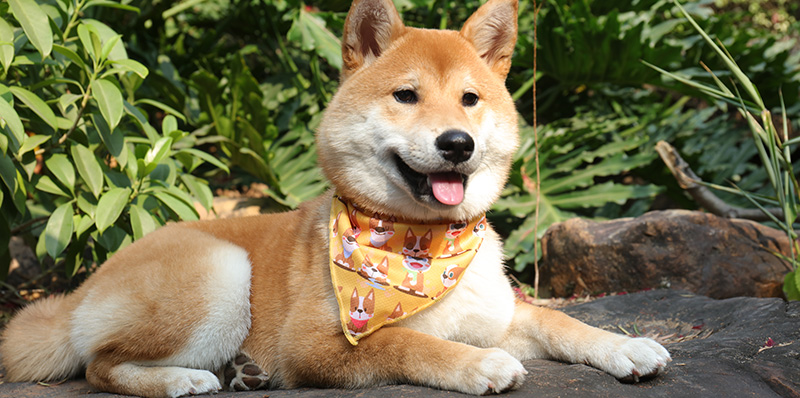 OKEYPETS - Écharpe personnalisée pour animaux de compagnie OKEYPETS, motif triangle, sublimation, bandana d'anniversaire pour chien. Tous les produits. 8