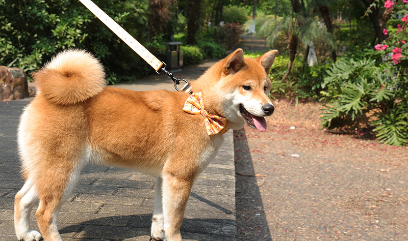 OKEYPETS Veľkoobchodný vzorový dizajn na mieru Mäkký bezpečnostný neoprénový polstrovaný nastaviteľný obojok pre psov s retiazkou 7