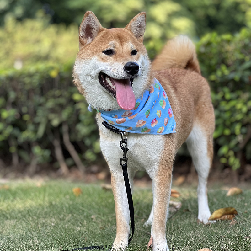 OKEYPETS - Écharpe personnalisée pour animaux de compagnie OKEYPETS par sublimation, bandana amusant et promotionnel pour chien mignon 8