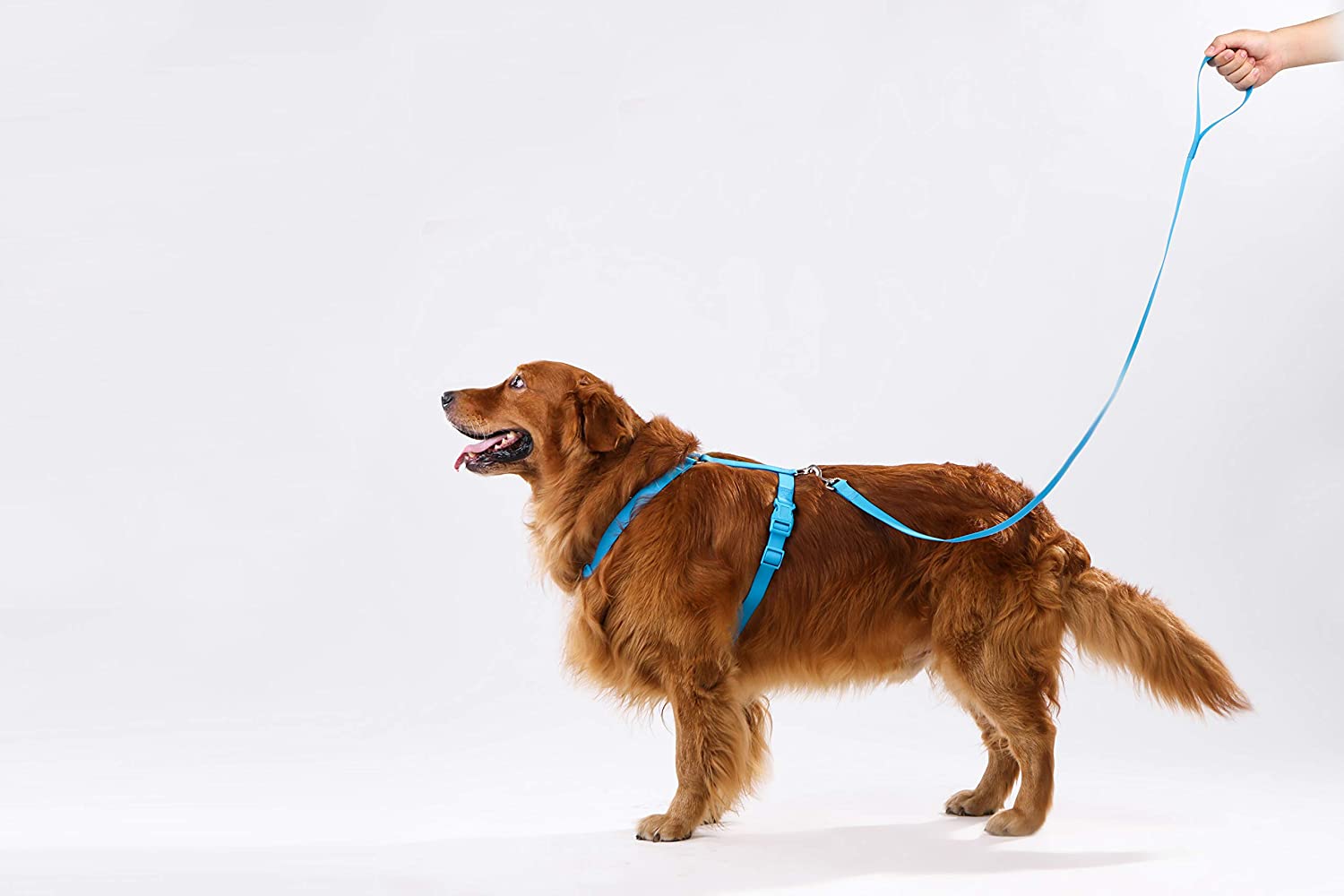 OKEYPETS Ensemble harnais pour chien en PVC résistant et mignon, avec collier et laisse. 8