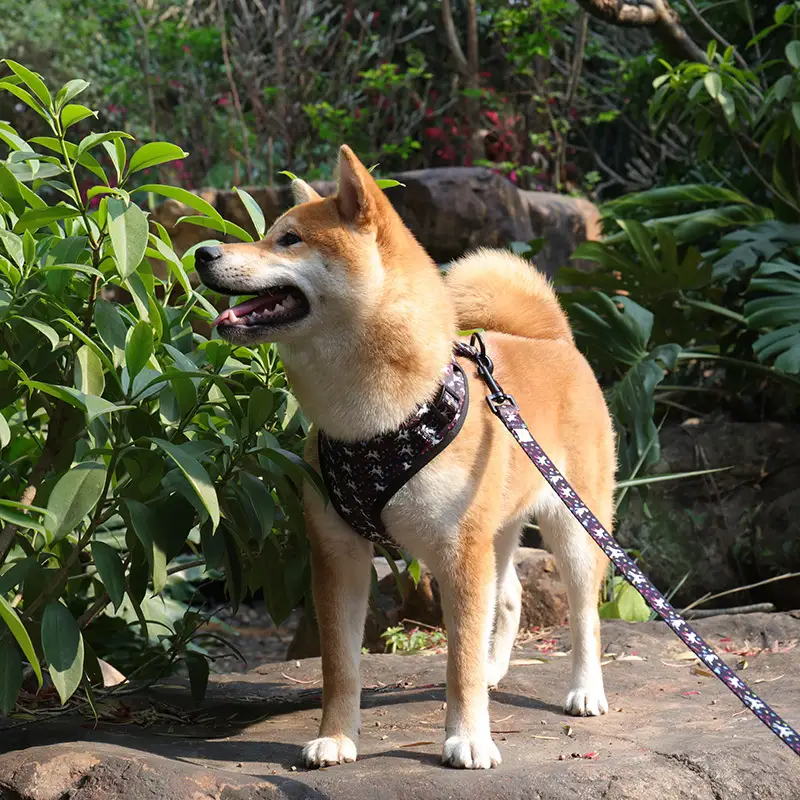 OKEYPETS - OKEYPETS Designer Lyxigt Husdjurkoppel Polyester Justerbart Miljövänligt Husdjurkoppel Husdjurshalsband Koppel/Hundsele Set 1