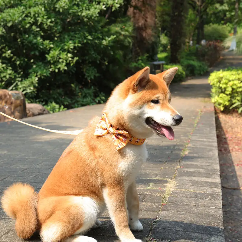 OKEYPETS - OKEYPETS Špeciálne pohodlné vodítko pre psov s pevným polyesterovým príveskom, luxusný obojok s prackou, sada vodítka/postroja pre psov 1