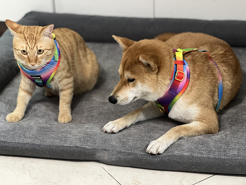 OKEYPETS - 무료 디자인 패션 승화 패턴 로고 네오프렌 통기성 메쉬 안전 강아지 리프트 서포트 강아지 스텝인 하네스 애완동물 하네스 8