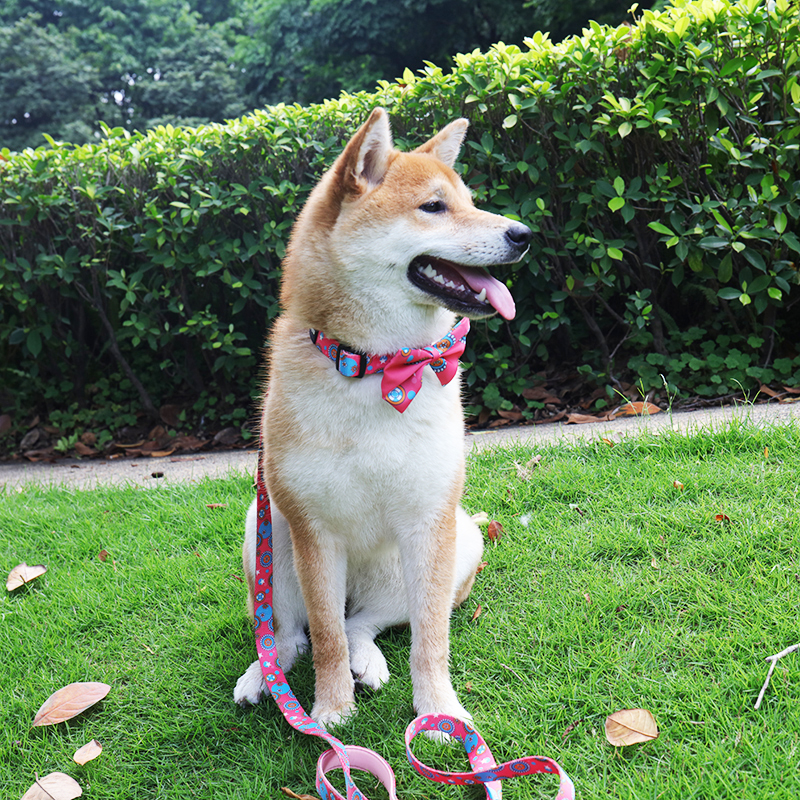 OKEYPETS - OKEYPETS Manufactures Supply OEM Fashionable Stylish Soft Comfortable Pet Designer Dog Collar Neoprene Dog Collar 8