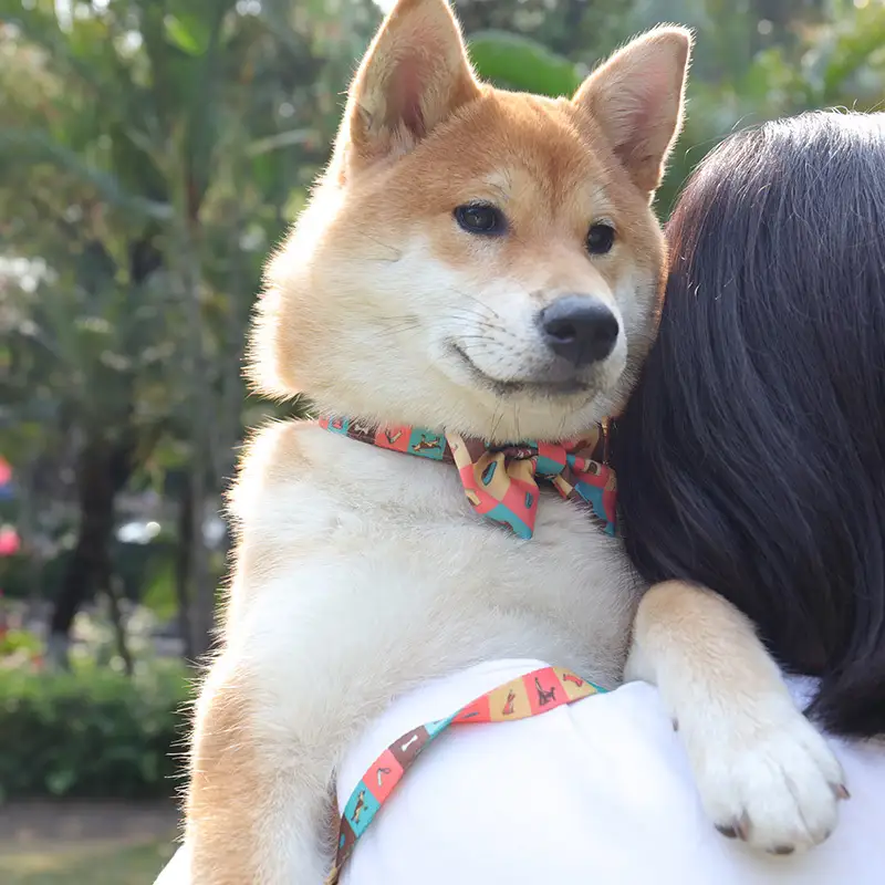 OKEYPETS - OKEYPETS Produttore di collari per animali domestici Collare per cani reversibile di lusso alla moda e resistente con fibbie Collare per animali domestici 1