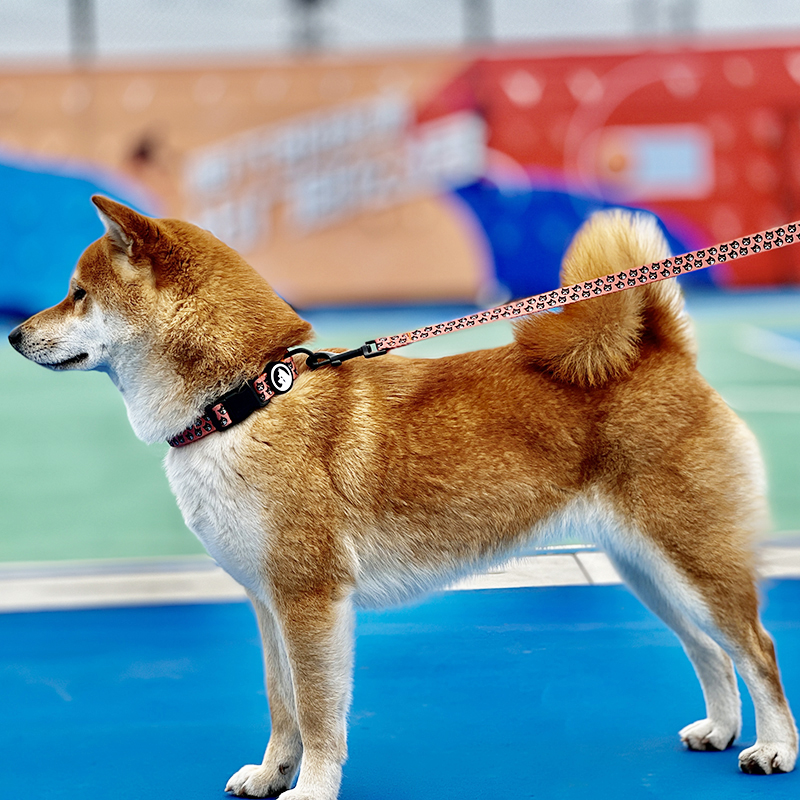 OKEYPETS - OKEYPETS Partihandel Hållbart Justerbart Lyxigt Utomhussporter Sublimeringsmönster Hundhalsband Och Koppel Set Husdjurshalsband Kopple/Hundsele Set 8