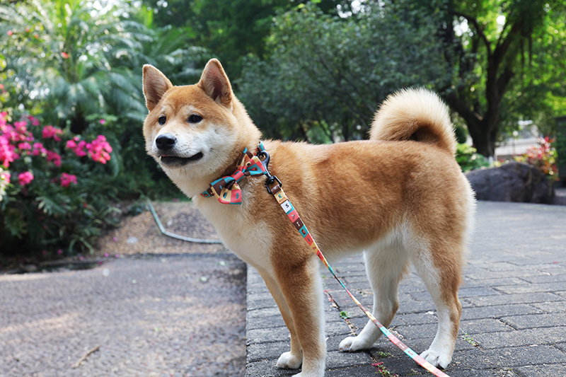 OKEYPETS Professional Designer Logo Customized Sublimation Strong Personalized Pet Collar And Bowtie Pet Collar 7