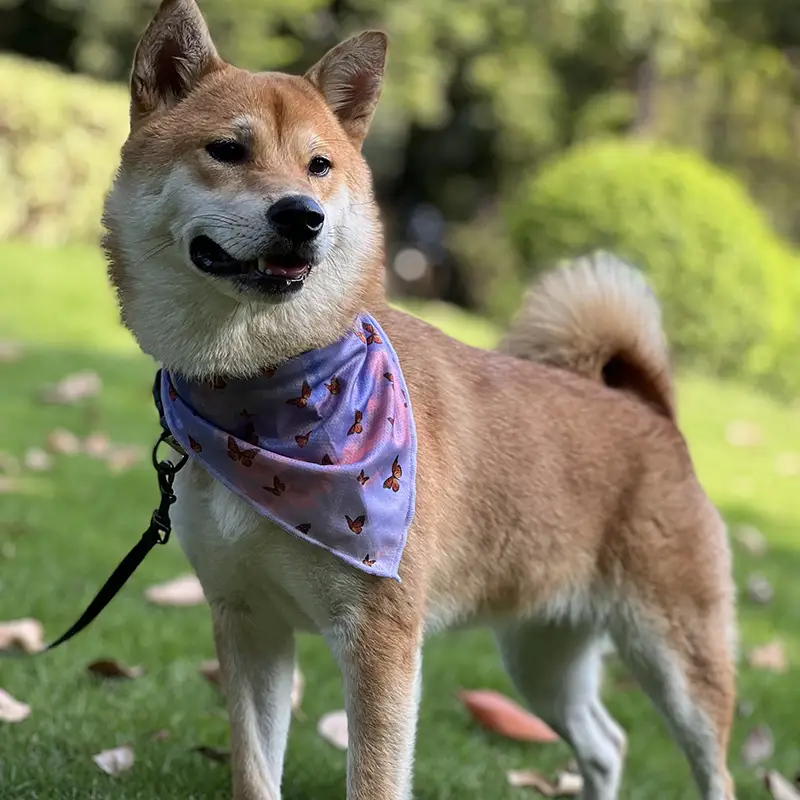 OKEYPETS - OKEYPETS Bandana Triantáin Saincheaptha Bog Poileistear 100% do Mhadraí atá Cairdiúil don Chraiceann Bandana Peataí Plain 1