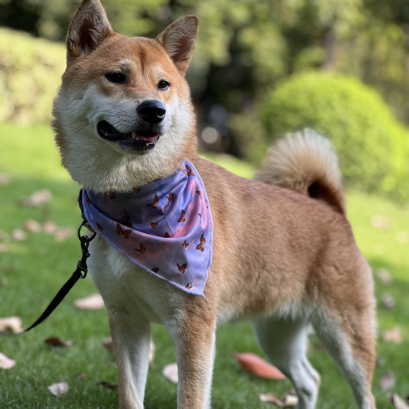 OKEYPETS - OKEYPETS Bandana Triantáin Saincheaptha Bog Poileistear 100% do Mhadraí atá Cairdiúil don Chraiceann Bandana Peataí Plain 8