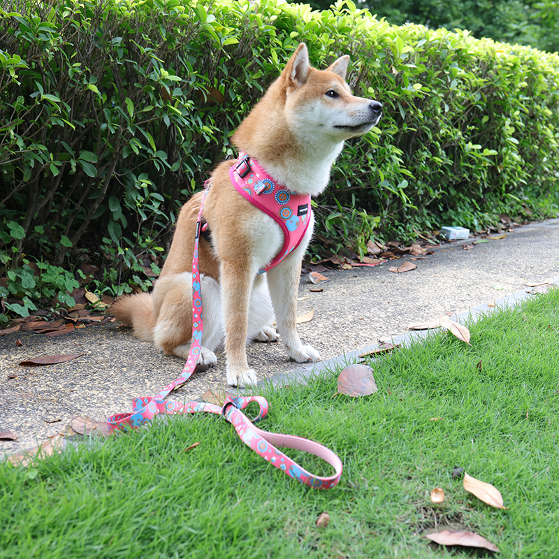 OKEYPETS - Professzionális gyártás, egyedi tervező, divatos, új, puha hálós neoprén gyorskioldású nyakörv, láncos póráz, kutyahám, puha hálós kisállat nyakörv póráz/kutyahám készlet 8