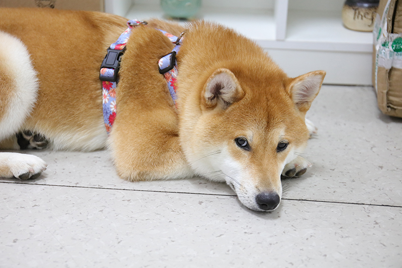 OKEYPETS - Harnais pour chien OKEYPETS Durabilité et résistance, sangle de harnais à dégagement rapide, sac à dos confortable et ajustable, harnais personnalisé en sangle polyester 8