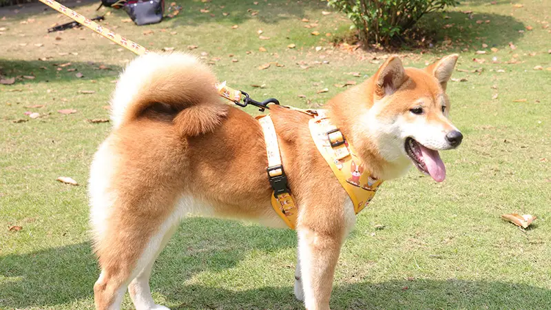 Harnais pour chien OKEYPETS en maille douce avec de jolis motifs de chiots de dessin animé jaune vif et laisse assortie. 1