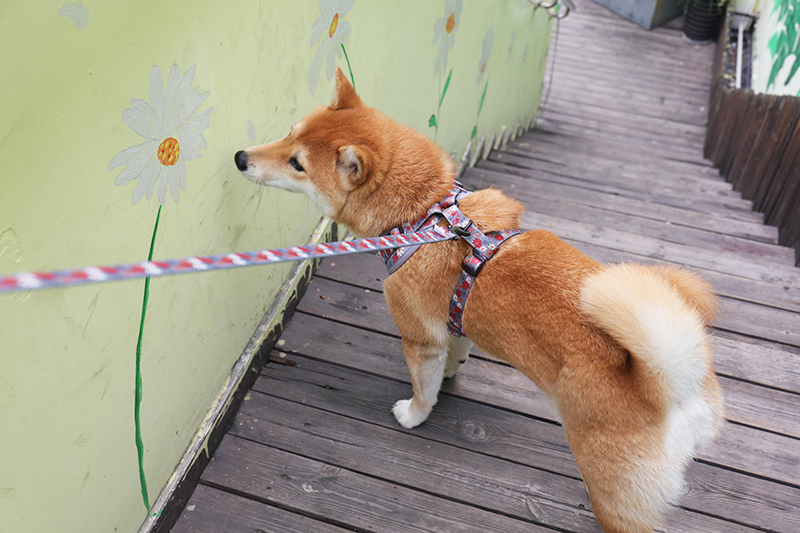 OKEYPETS Laisse pour chien en néoprène, longueur ajustable et personnalisable, sécurité et respect de l'environnement. 6
