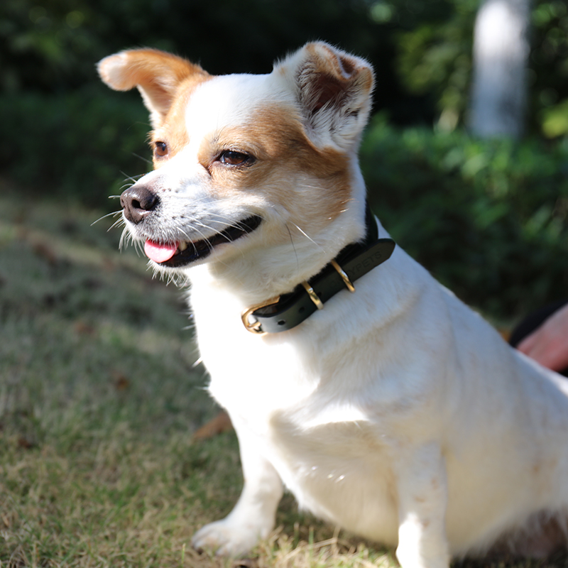 OKEYPETS - OKEYPETS Luxury Embossed Logo Pet Collar Durable Leather Handmade Vintage Eco Friendly Comfort Dog Collar Leather Dog Collar 8