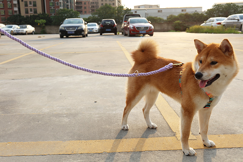 OKEYPETS - OKEYPETS Laisse d'entraînement anti-traction personnalisée et économique en coton résistant et tressé, en corde pour chien. 8