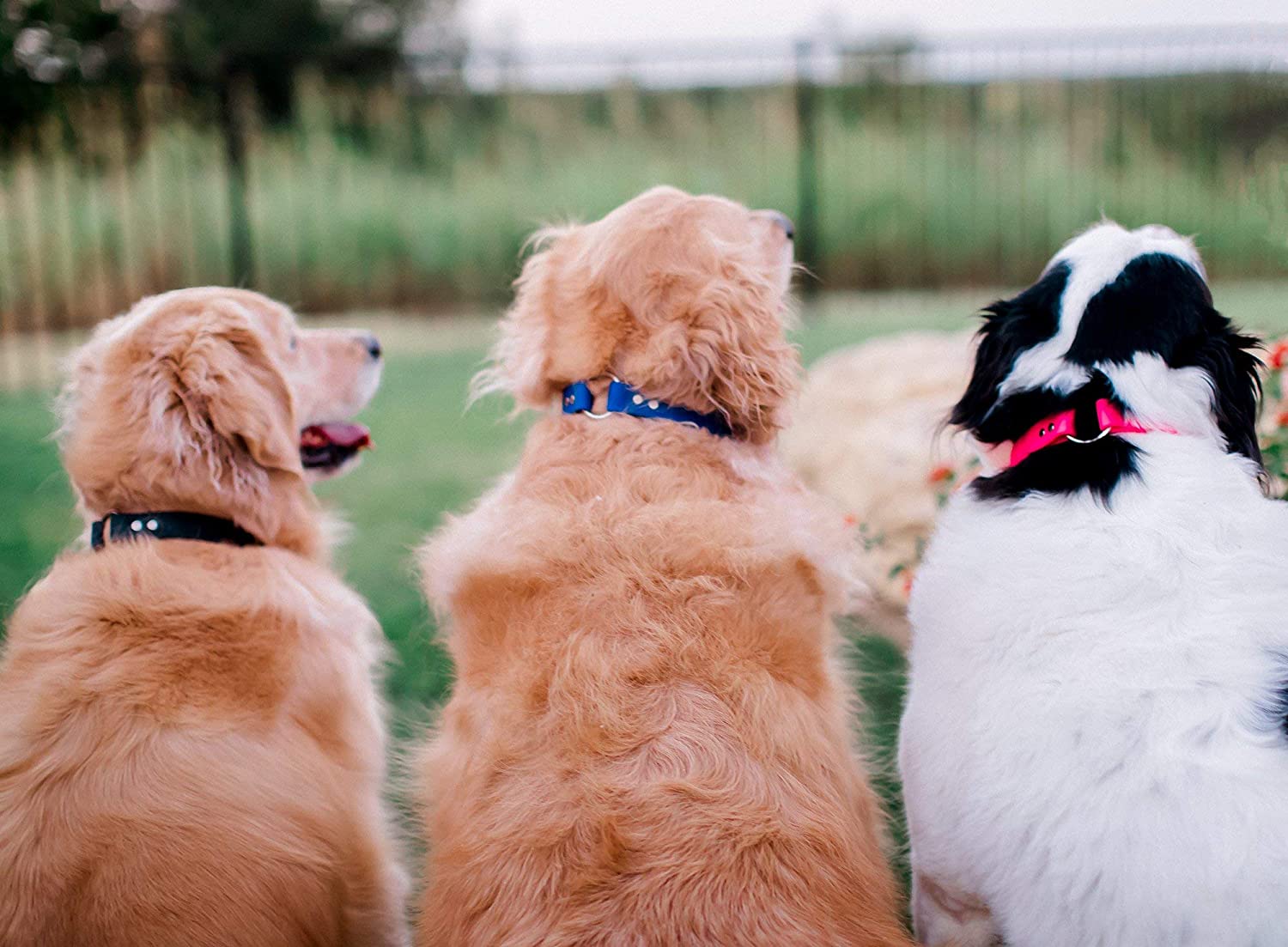 OKEYPETS - Модный красочный регулируемый ошейник для собак OKEYPETS из высокоэластичного ТПУ с прочным нейлоновым светоотражающим ремешком, предотвращающим появление неприятного запаха. 8