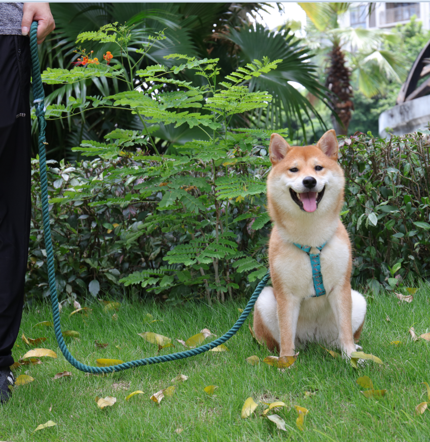 OKEYPETS - Laisse personnalisée pour chiot OKEYPETS en corde, écologique, douce et résistante, réglable, faite main, colorée, 100 % coton. 8