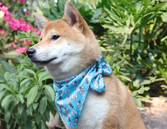 OKEYPETS Vente en gros Écharpe à motif zèbre triangulaire pour chien, style unique et inédit 9