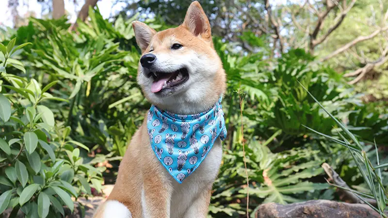 OKEYPETS Vente en gros Écharpe à motif zèbre triangulaire pour chien, style unique et inédit 1