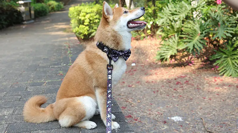 OKEYPETS Collier et laisse pour chien à motif pattes colorées, résistants, ajustables et confortables, avec nœud papillon. 1