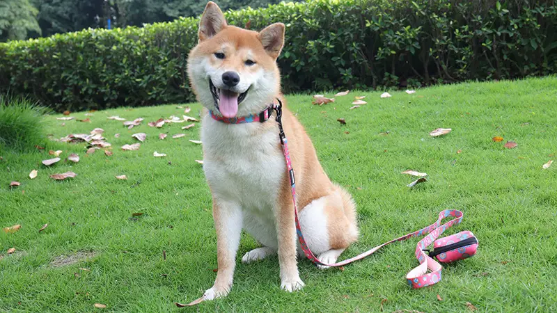 OKEYPETS Accessoires pour chiens Collier et laisse ajustables, mignons, roses, à motif floral doux 1