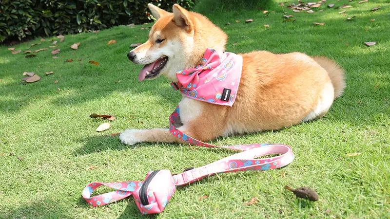 Okeypets propose en gros des colliers, écharpes et laisses pour chiens avec porte-sacs à déjections canines. 1